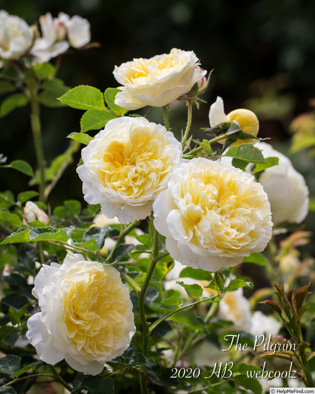 'The Pilgrim ®' rose photo
