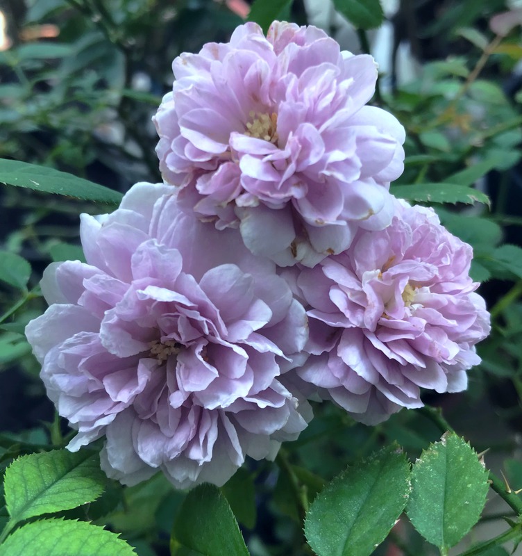 'Rainy Blue' rose photo