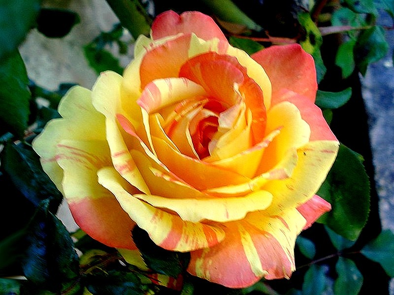 'Marvelle ® (hybrid tea, McGredy, 1988)' rose photo