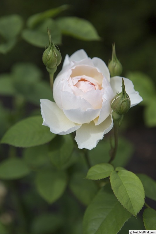 'Gentle Hermione' rose photo