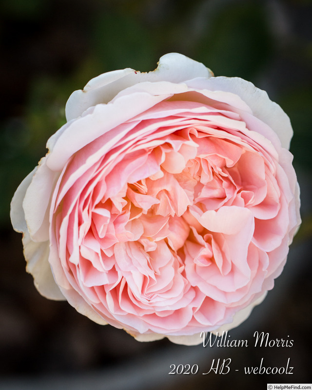 'William Morris' rose photo