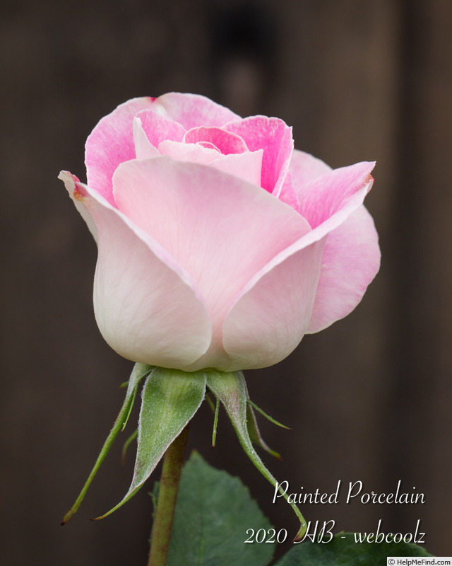 'Painted Porcelain™' rose photo