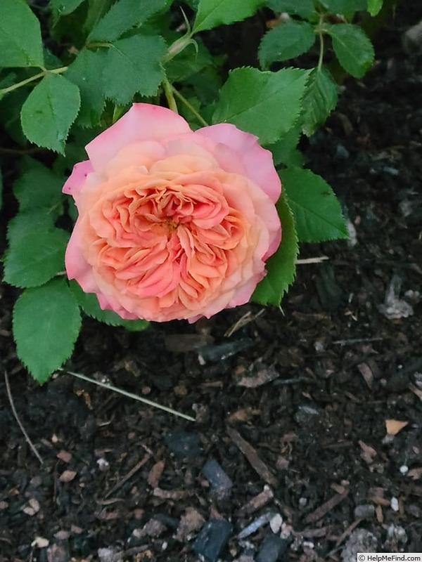 'Crazy Love (shrub Kordes pre 2013)' rose photo