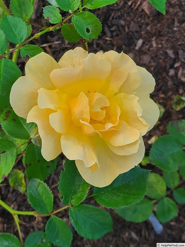 'Bill Reid' rose photo