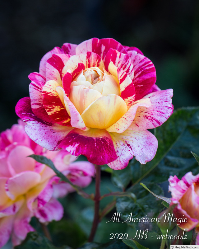'All American Magic ™' rose photo