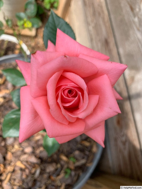 'Clovie' rose photo
