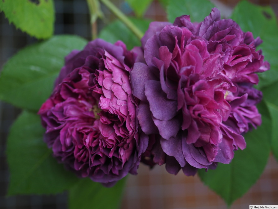 'Erinnerung an Brod' rose photo