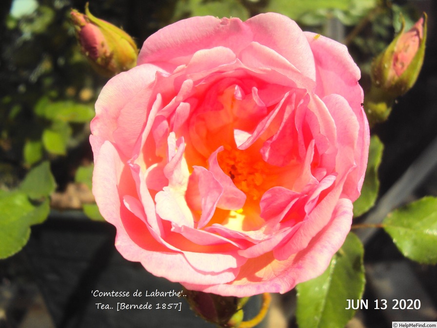 'Comtesse de Labarthe' rose photo