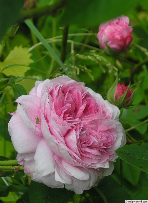 'Belle sans flatterie' rose, click to enlarge 'Belle sans flatterie' rose photo