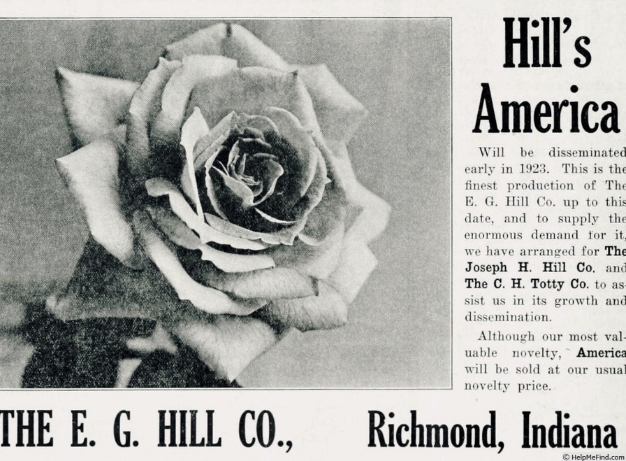 'America (hybrid tea, Hill, 1921)' rose photo