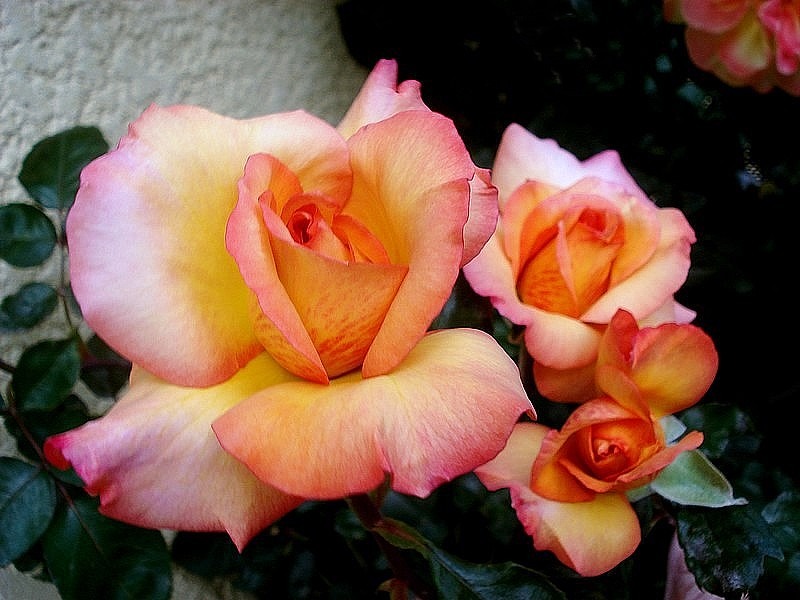 'Soledad ®' rose photo