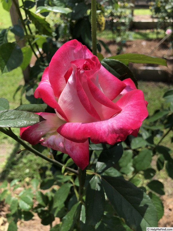 'Vibrant Vonnie' rose photo
