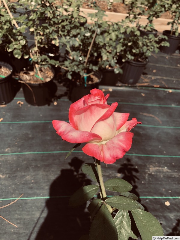 'Vibrant Vonnie' rose photo