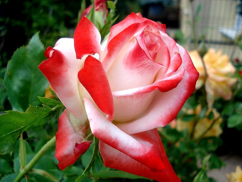 'Impératrice Farah ®' rose photo