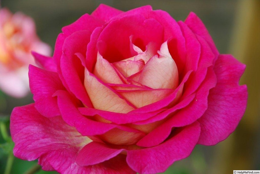 'Red Picadilly' rose photo