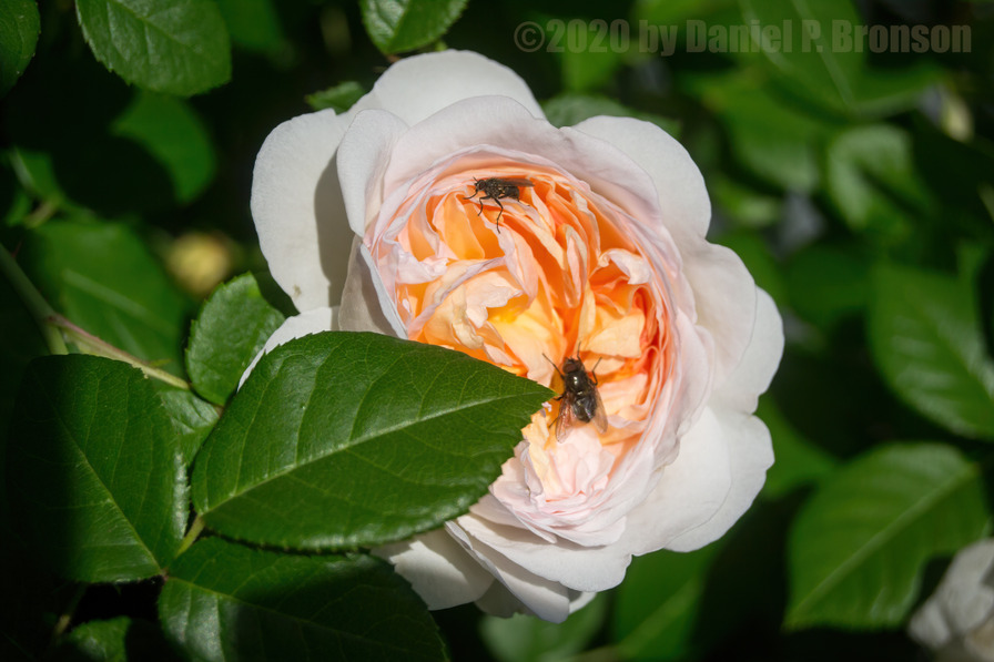 'Marianne (gallica, Barden 2001)' rose photo