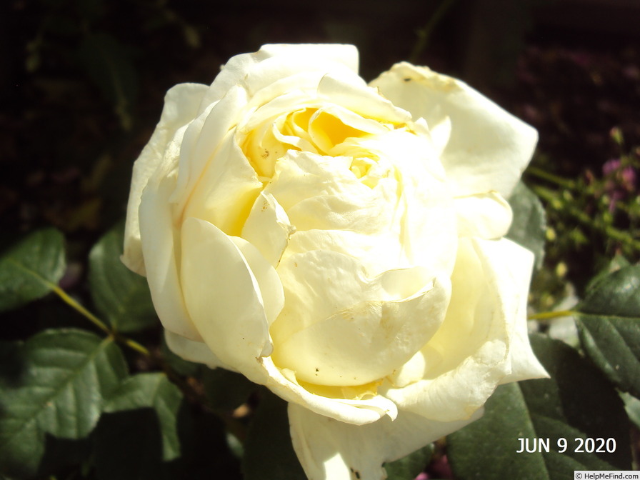 'Madame Didier Le Prado ®' rose photo