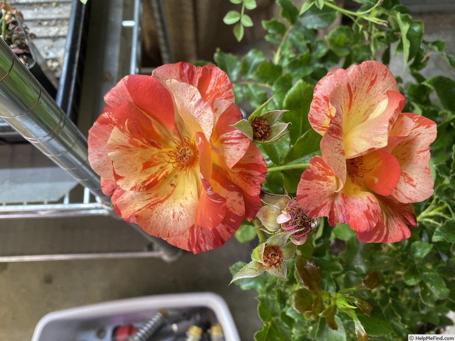 'Alfred Sisley ™' rose photo