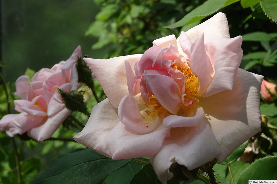 'Gabriel Noyelle' rose photo