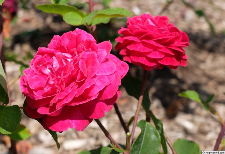 'Zorja Mičurina' rose photo