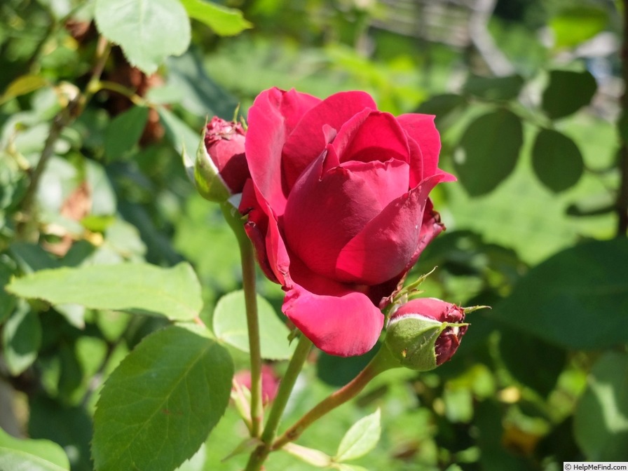 'Taras Ševčenko' rose photo