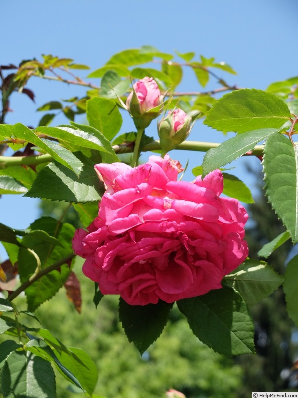 'Moja Mecta' rose photo