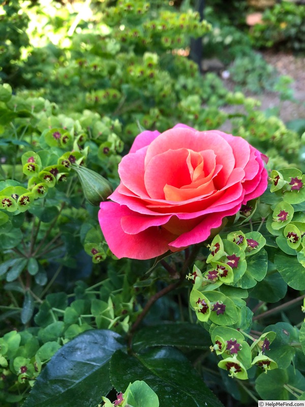 'Miss Kate ®' rose photo