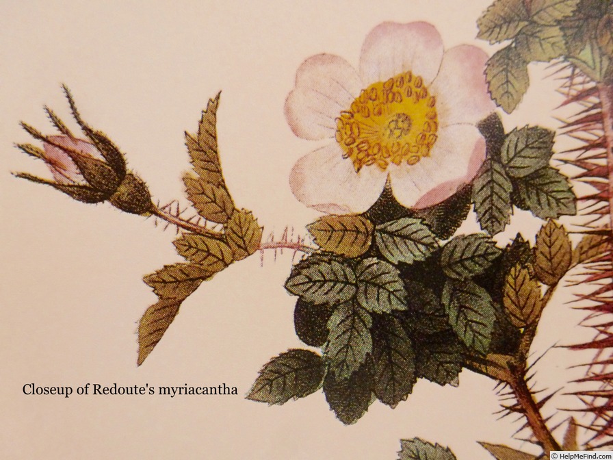 '<i>Rosa rupincola</i> Fisch. ex Sweet synonym' rose photo