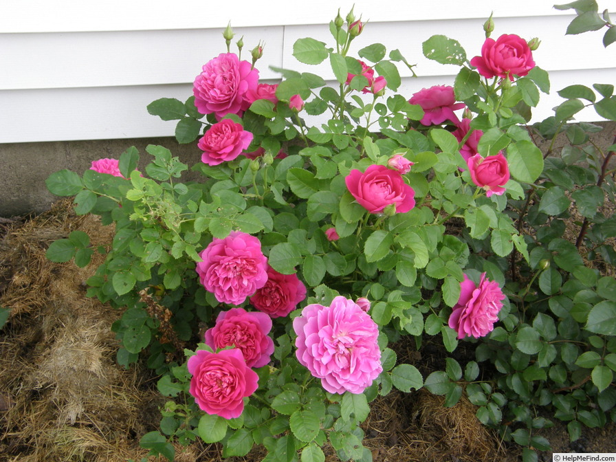 'Princess Anne ®' rose photo