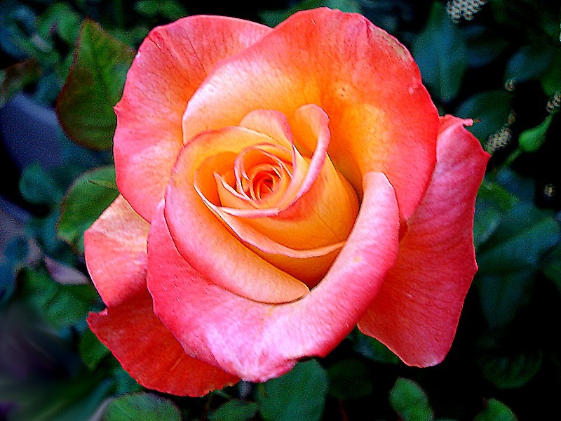 'Henryane de Chaponay ®' rose photo