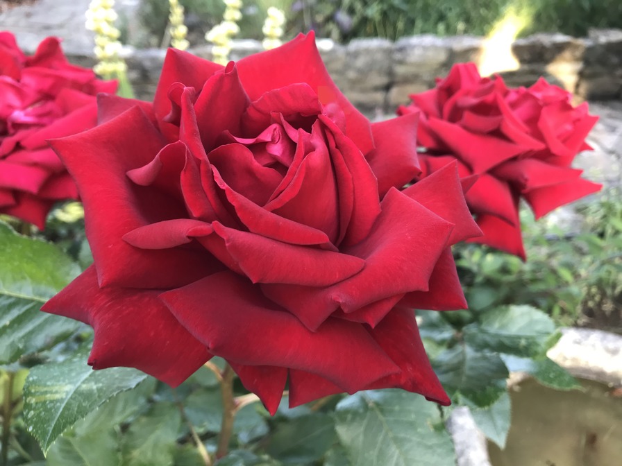 'Lilli Marleen' rose photo