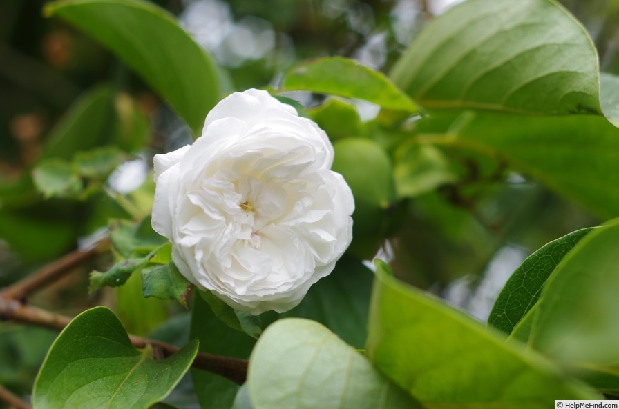 'Louise d'Arzens' rose photo