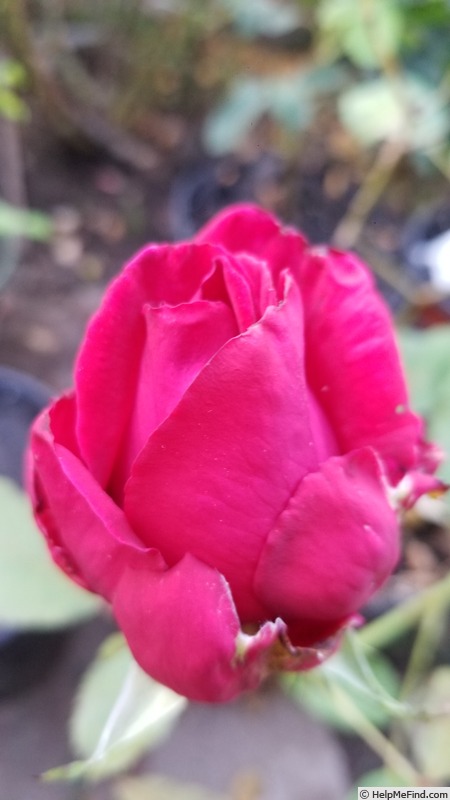 'Velvet Fragrance (Hybrid Tea, Fryer before 1985)' rose photo