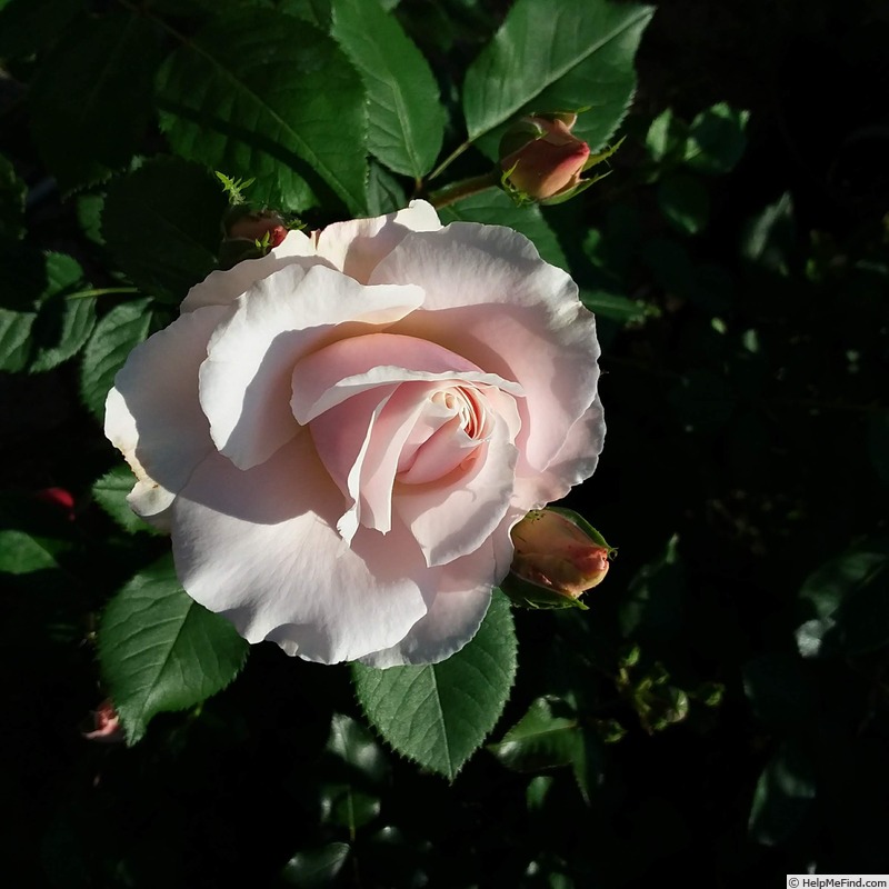 'ΣN4b' rose, click to enlarge 'ΣN4b' rose photo