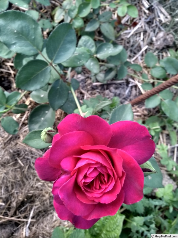 'Great News' rose photo