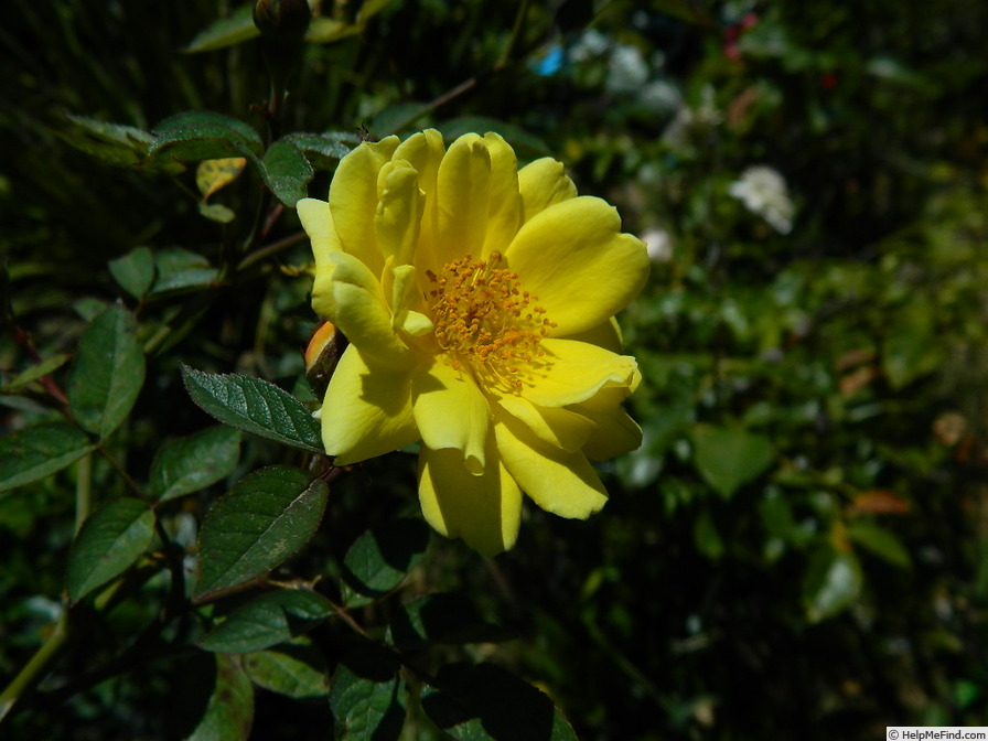 '1-72-1' rose, click to enlarge '1-72-1' rose photo