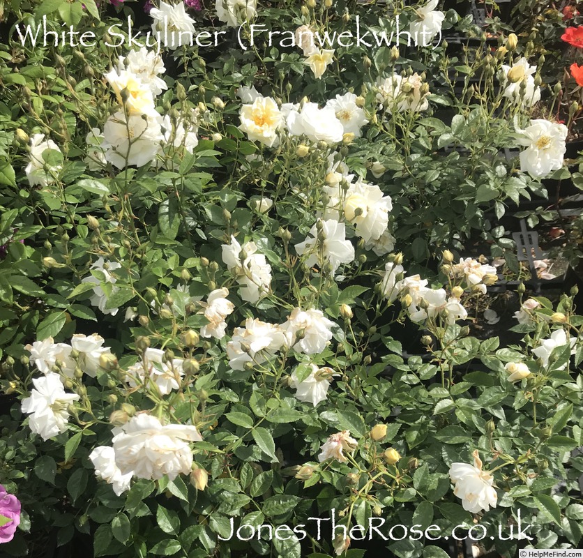 'White Skyliner' rose photo