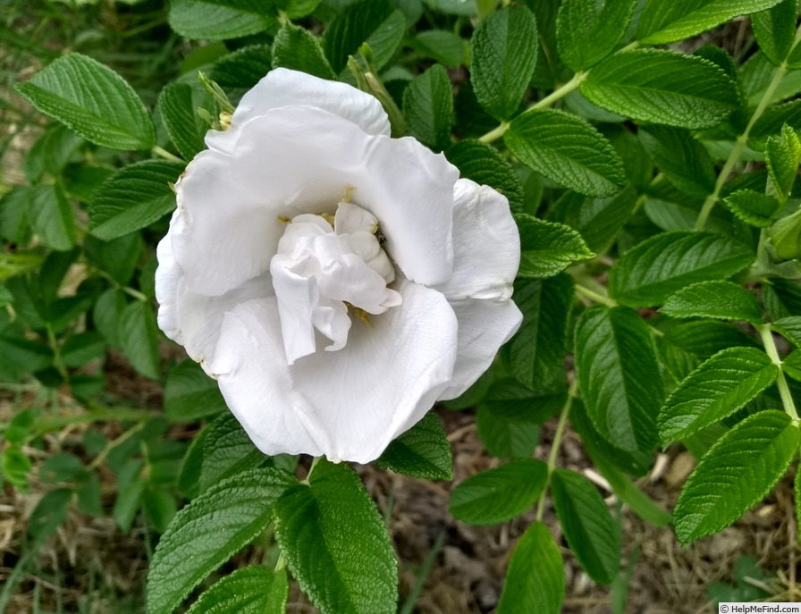 'White Pavement' rose photo