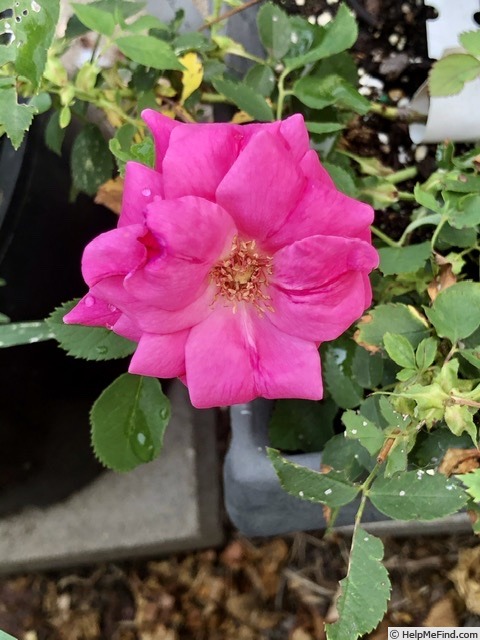 'FGROUND' rose photo