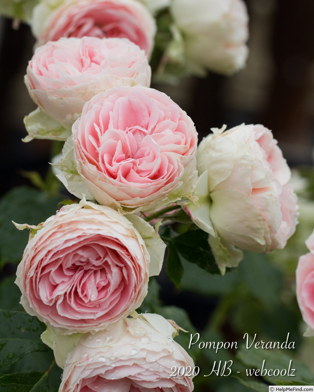 'Pompon Veranda ®' rose photo