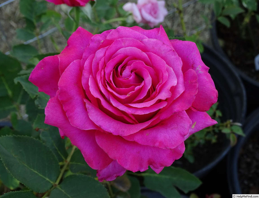 'April Moon ™ (hybrid tea, Jackson & Perkins 2016)' rose photo
