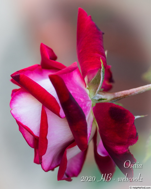 'Osiria' rose photo