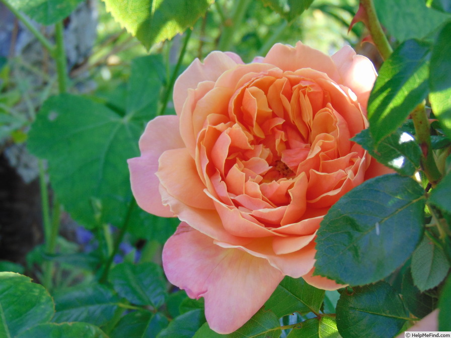 'Gret's Joy' rose photo