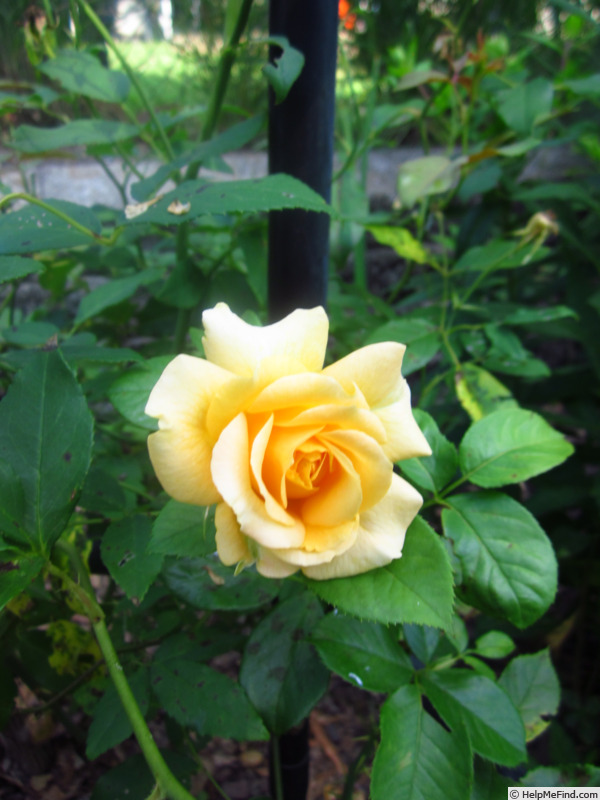 'Golden Opportunity™ (Climber, Carruth before 2020)' rose photo