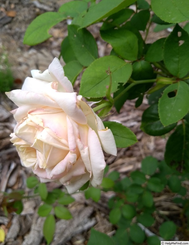'Nardy' rose photo