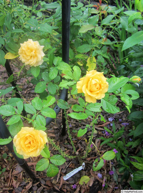 'Golden Opportunity™ (Climber, Carruth before 2020)' rose photo