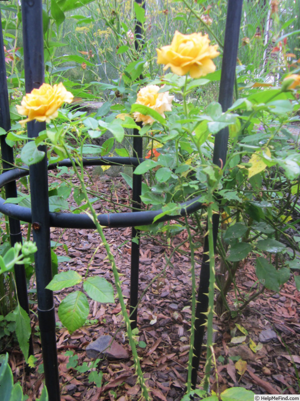 'Golden Opportunity™ (Climber, Carruth before 2020)' rose photo