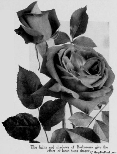 'Barbarossa (Hybrid Perpetual, Welter, 1906)' rose photo