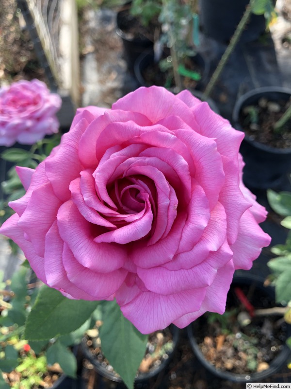 'Spiral Pink' rose photo
