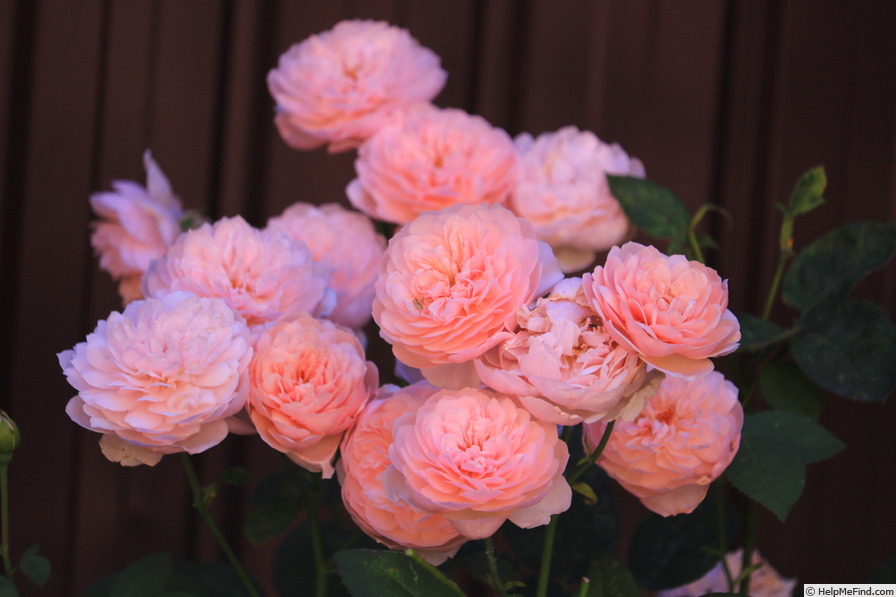 'The Alnwick Rose' rose photo